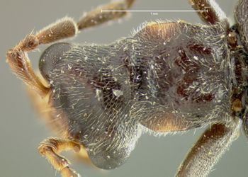 Media type: image;   Entomology 24169 Aspect: pronotum dorsal